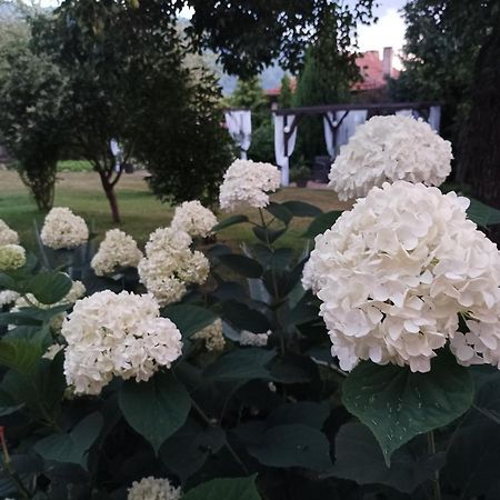 Guesthouse Dida Сапарева Баня Екстер'єр фото