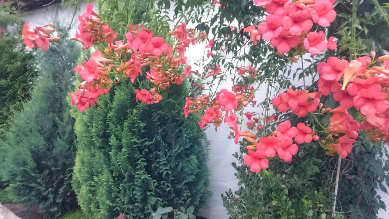Guesthouse Dida Сапарева Баня Екстер'єр фото